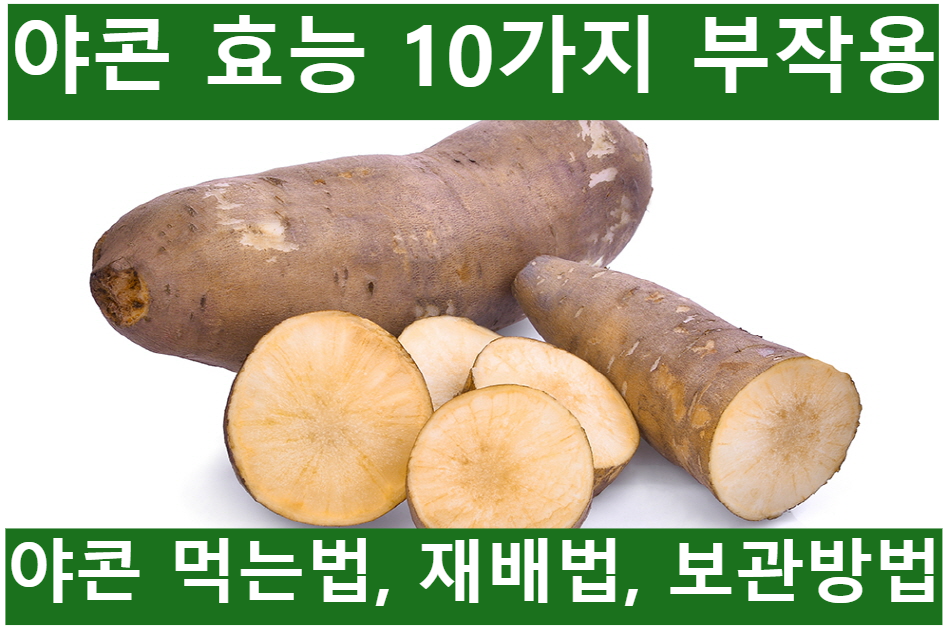 야콘-효능-10가지-부작용-먹는법-재배법-보관방법