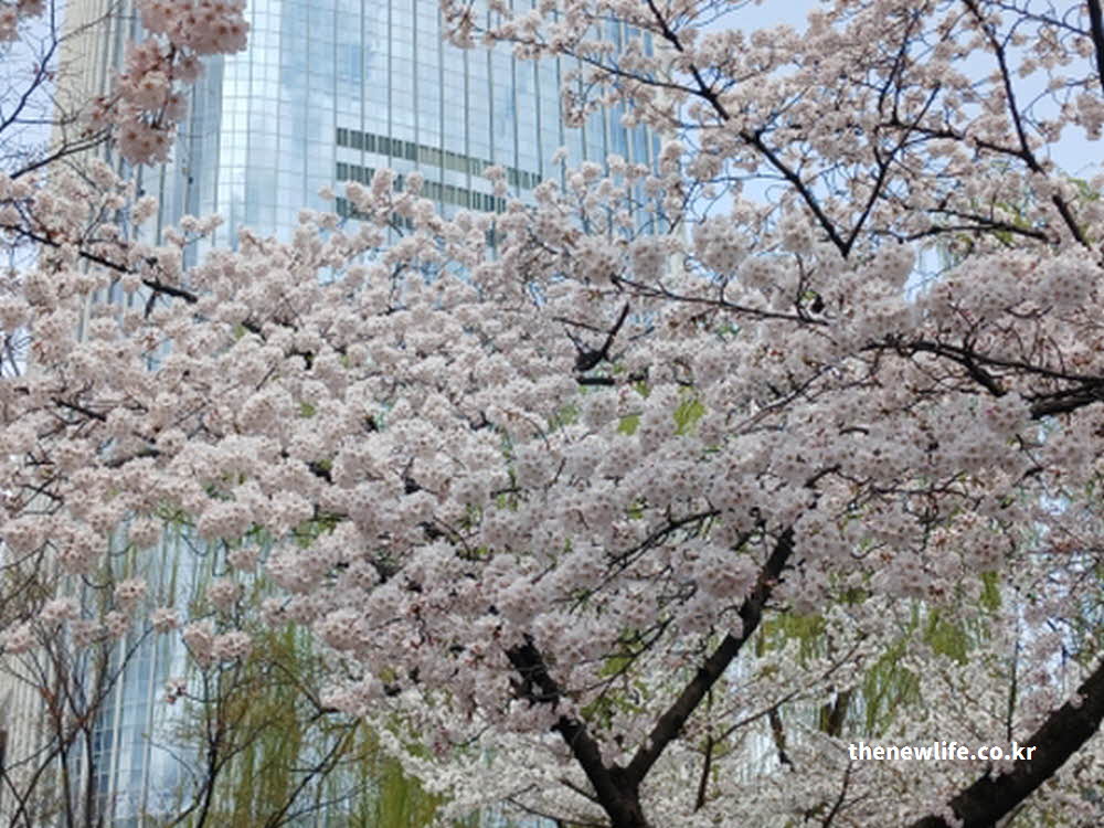 2026년 석촌호수 벚꽃 실시간 개화 사진