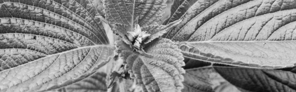 들깨 심는 방법: 옮겨심기