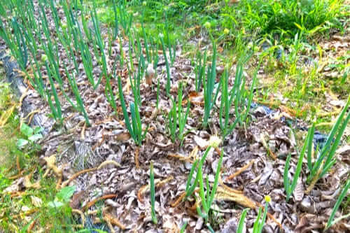 월동대파-수확시기