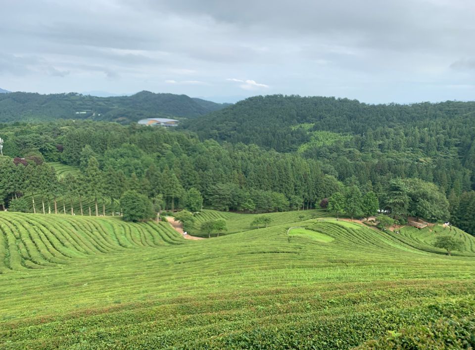 대한다원보성녹차밭