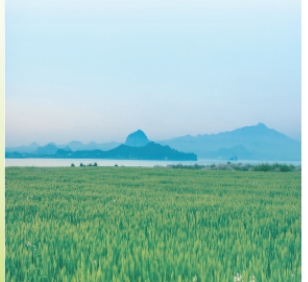 가파도 청보리축제