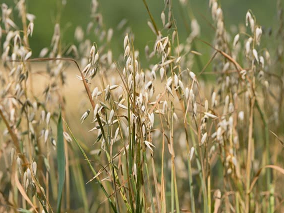 쌀과 귀리 비율