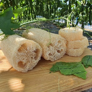 수세미박 효능 및 부작용