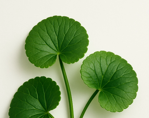 센텔라아시아티카(병풀)