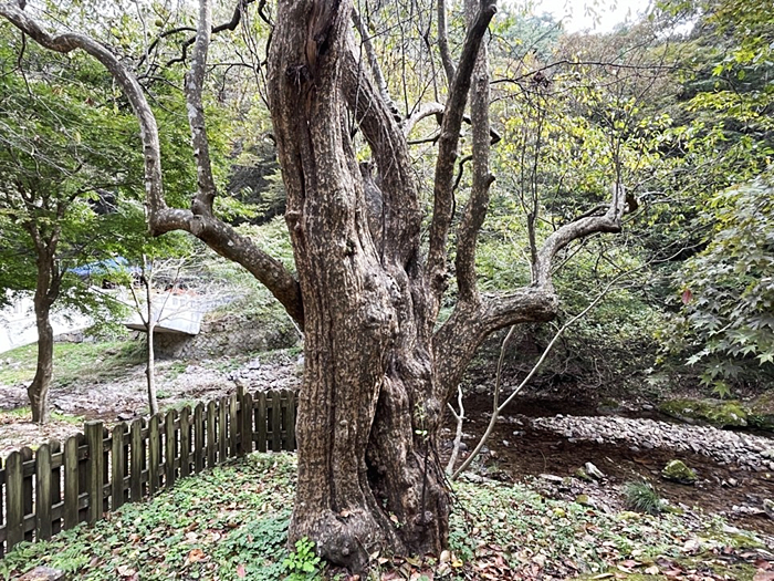 강천산 군립공원의 맨발걷기