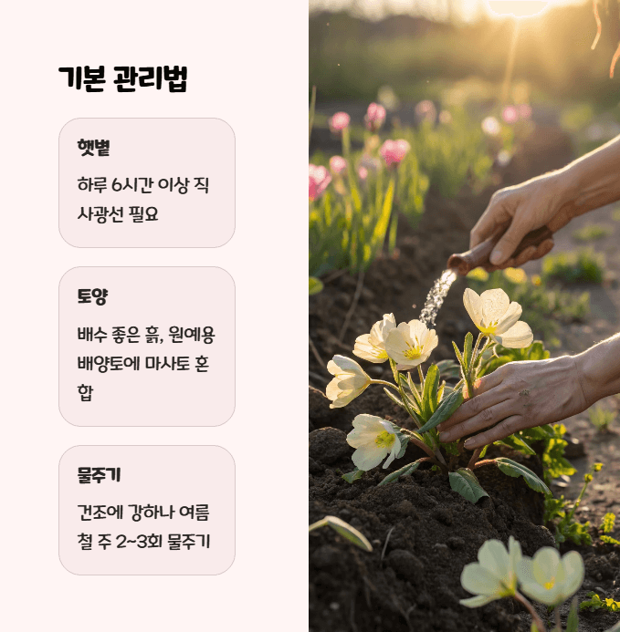 낮달맞이꽃 키우기