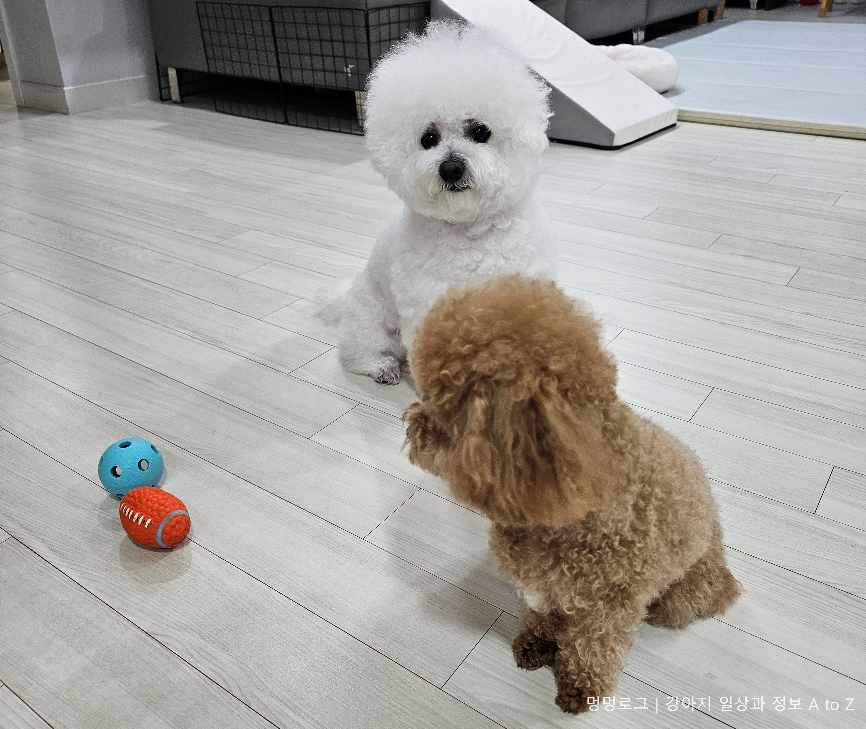 [강아지 훈련용 장난감 추천 &amp; 사용법] 초보견주도 쉽게 훈련! 지금 바로 시작해보세요