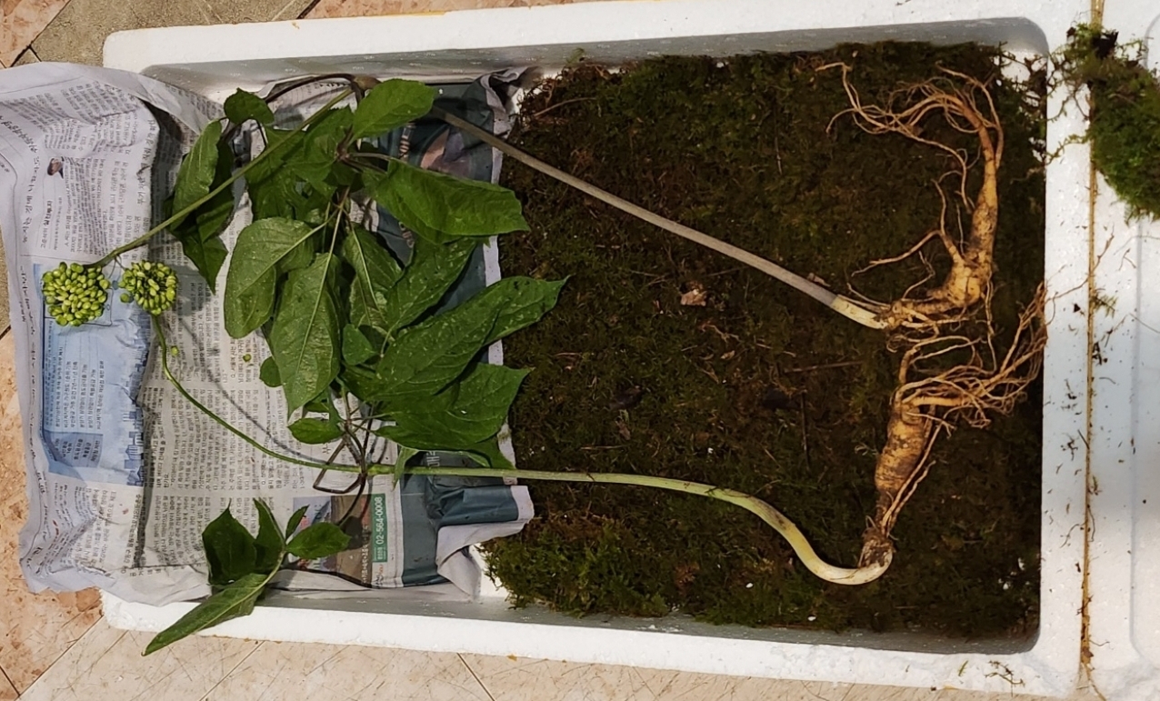 산양삼 먹는방법 효능 장뇌삼 차이는?