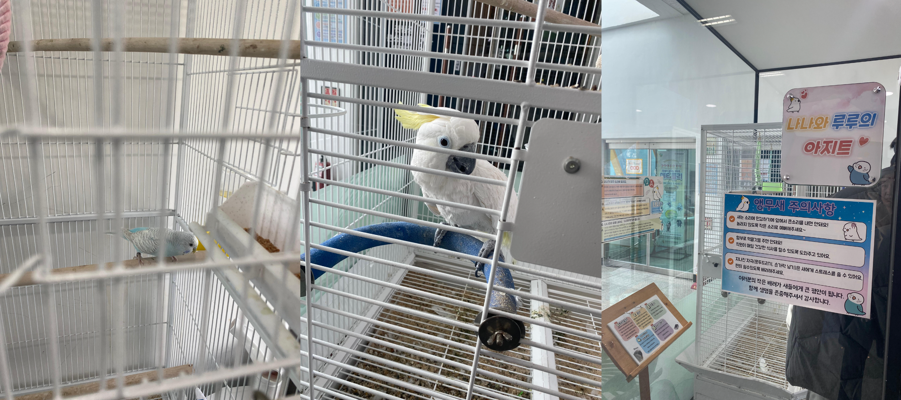 충주 자연 생태 체험관 앵무새