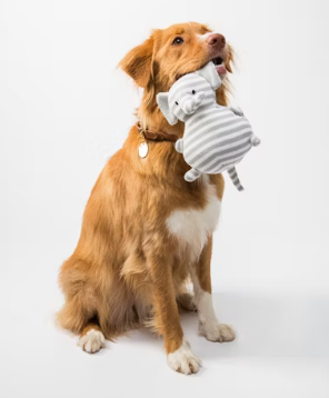 수의사 취업에 대하여 알아보기