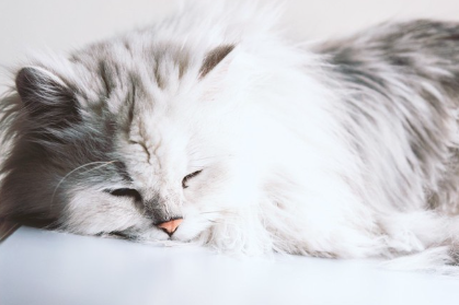 잠자는 페르시아인.