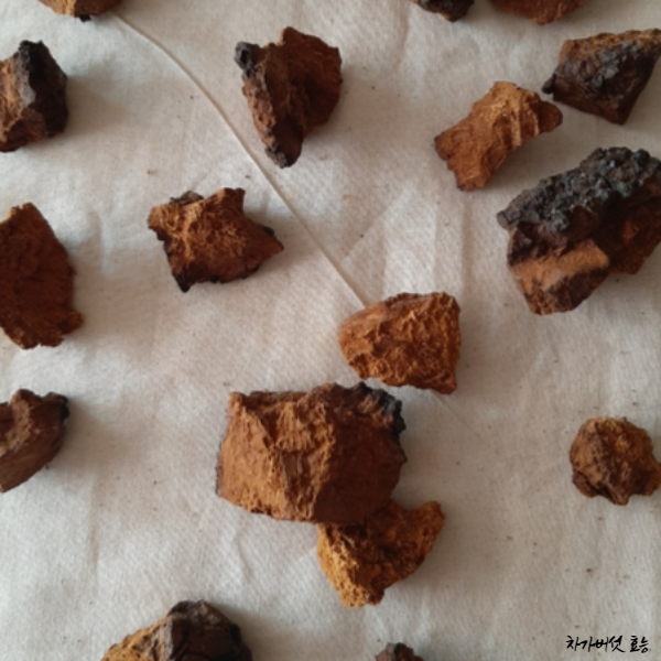 차가버섯 효능│차가버섯의 효능 알고 드세요!