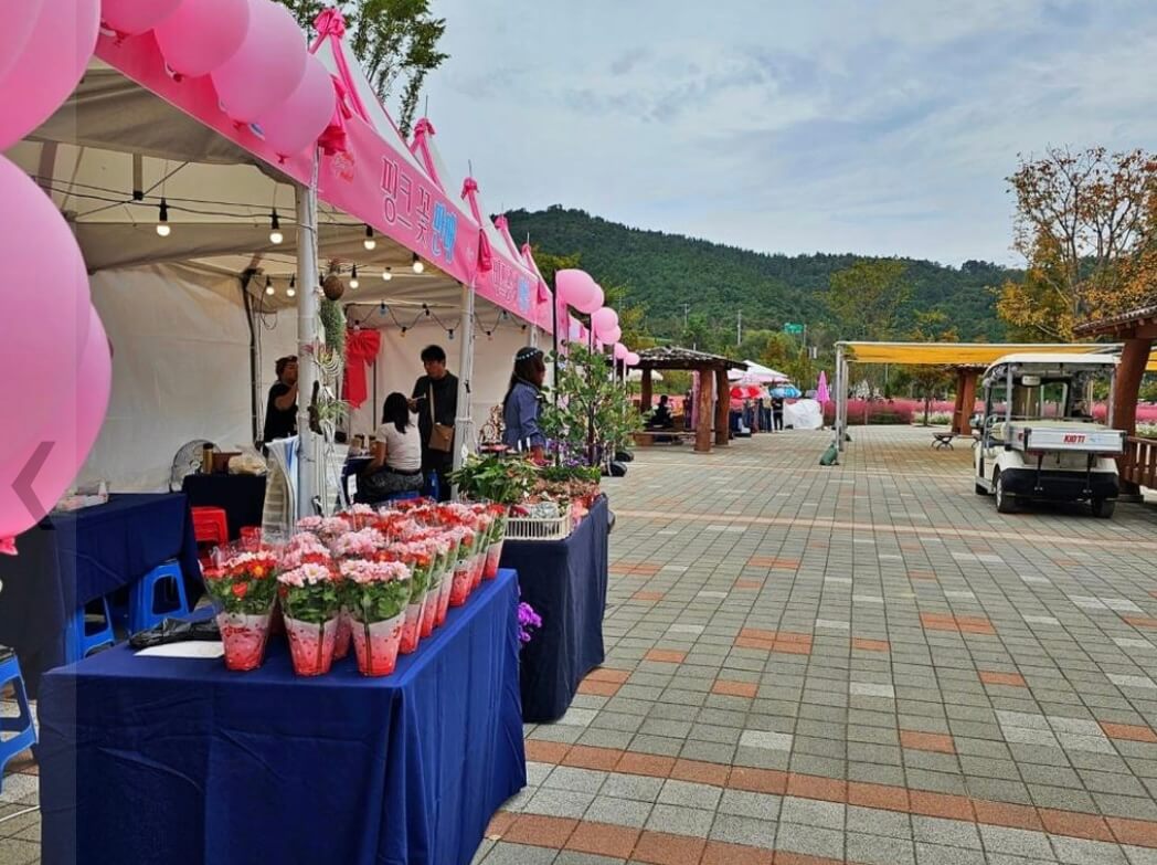 합천 핑크뮬리 축제