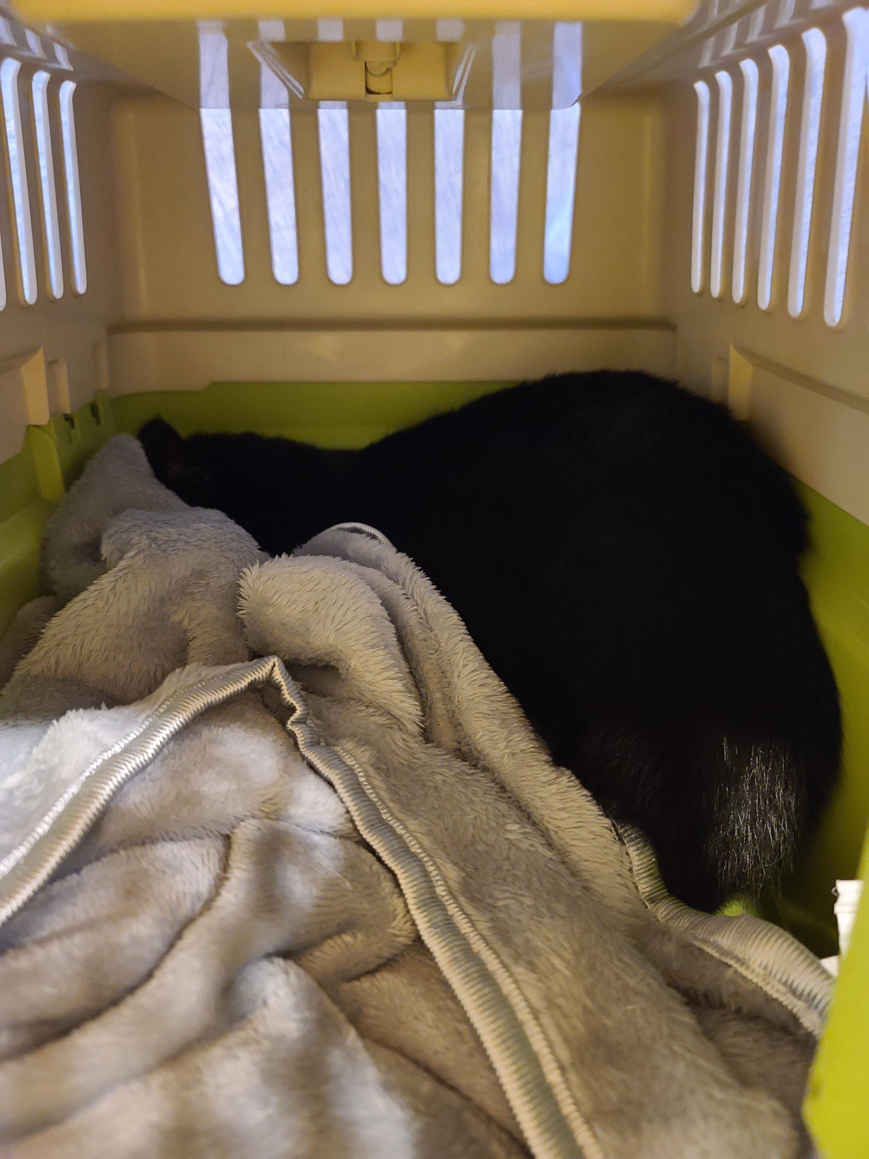 아이들 동물병원 다녀온 썰 & 기록. 스압주의(과잉진료 안하는 병원, 좋은선생님, 내가써본 이동장중 위험한 이동장등)