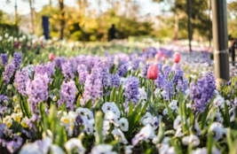 2024년 여의도봄꽃축제 최신정보