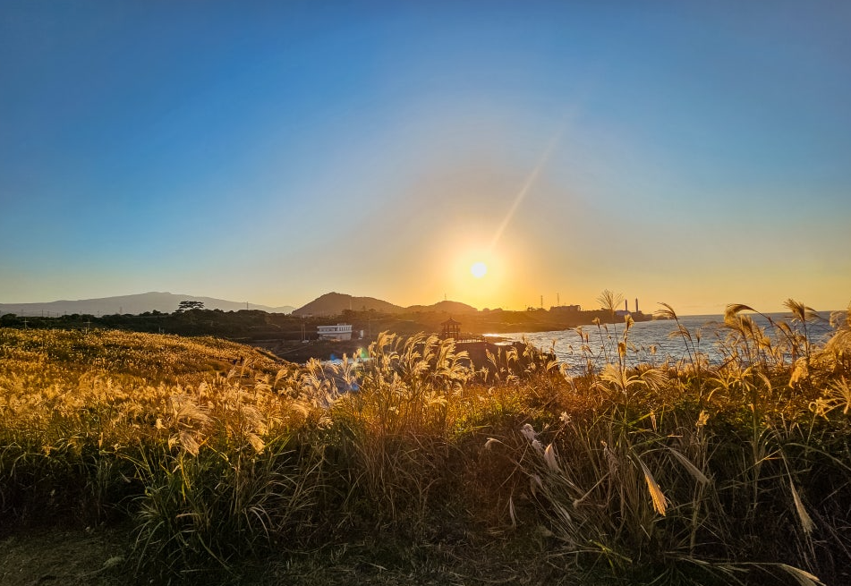 닭머르해안길 억새1