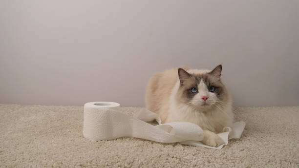 고양이 장 건강에 좋은 음식