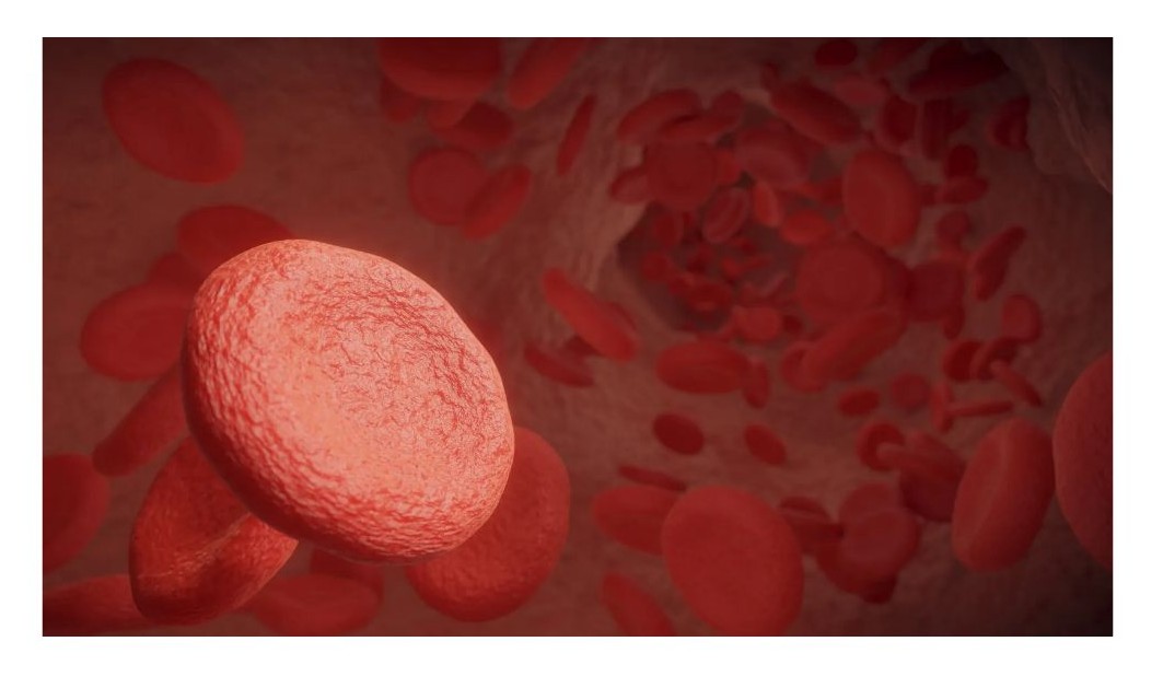 혈관 이미지 사진