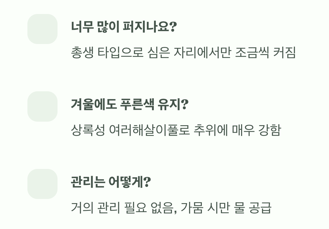 잡초 걱정 끝! 최고의 지피식물 은사초 활용법 5가지