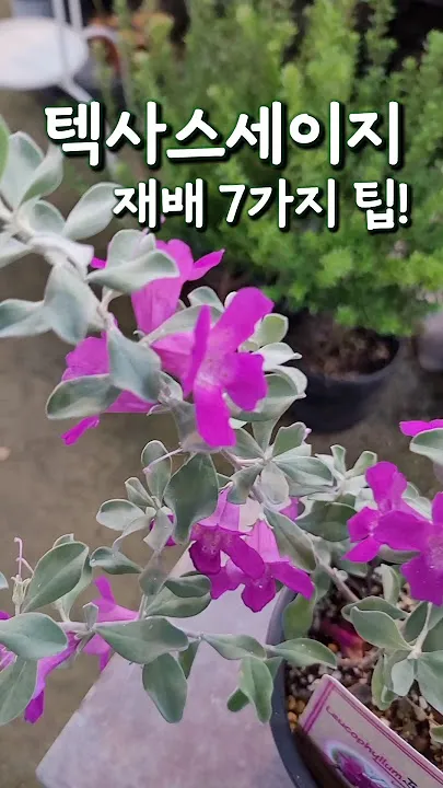 세이지 재배 삽목 번식 배수성 좋은 흙 가지치기_2
