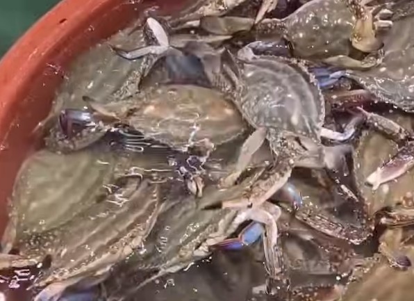 봄가을 꽃게의 계절! 신선한 꽃게 고르는 방법과 꽃게 찌는 방법