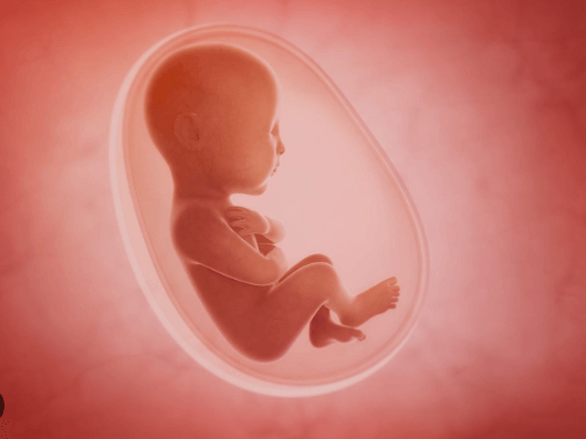 자이언트 파바빈 가격 부작용 효능 총정리