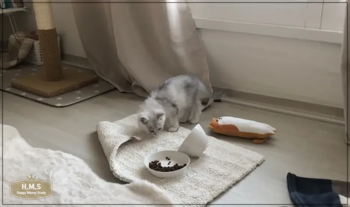 물그릇-엎은-아기-고양이-쿠키