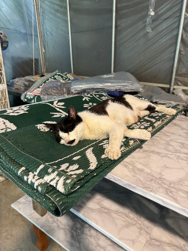 계산대로 가는 도중 자고 있는 고양이 사진