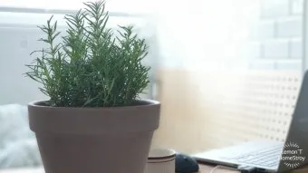 실내허브 키우기 물주기 광량관리 병해충예방 주방에서도 손쉽게_9