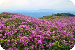 황매산 철쭉 절정 이미지 출처: 황매산 국립공원