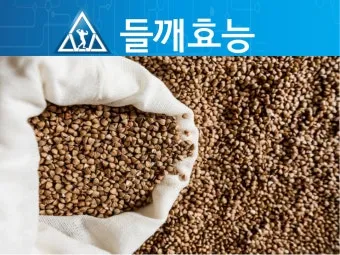 통들깨와 들깨가루 차이 효능 비교 뭐가 더 좋은지 분석_5