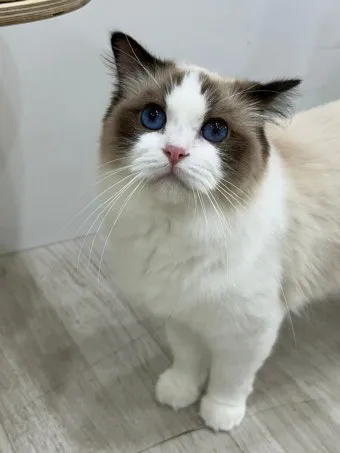 랙돌 고양이 유전병_5