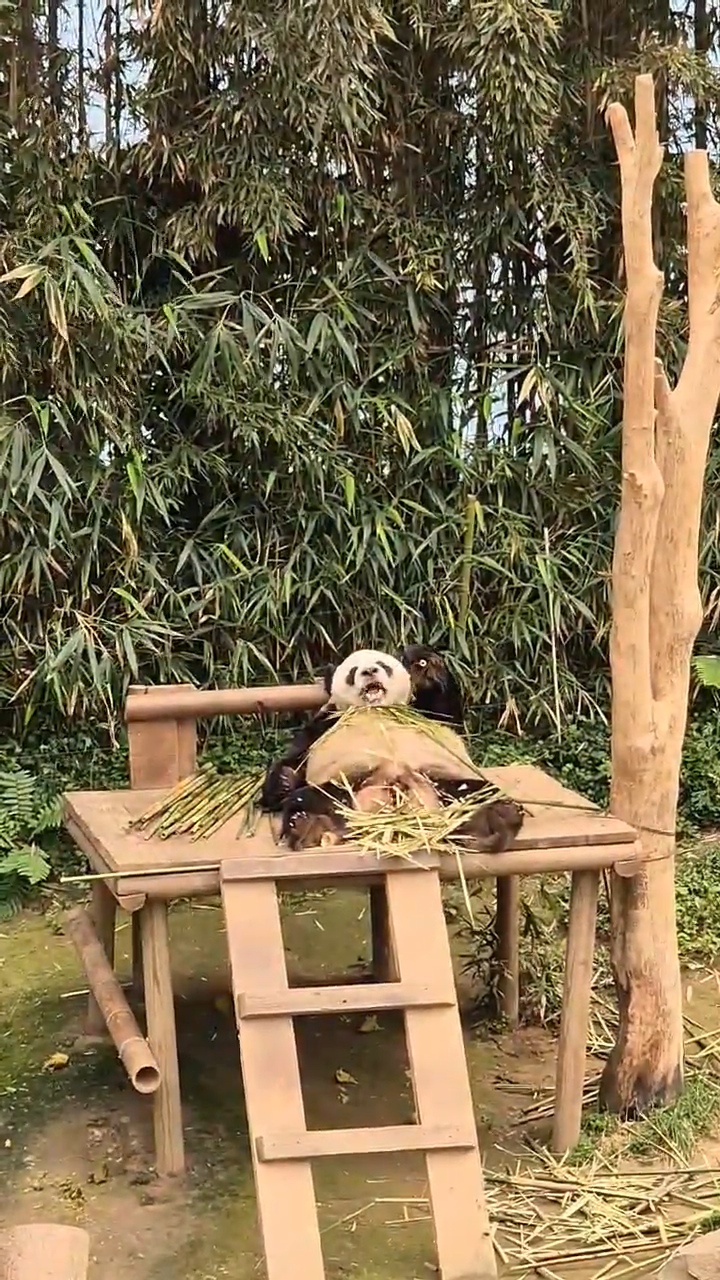 에버랜드 판다월드