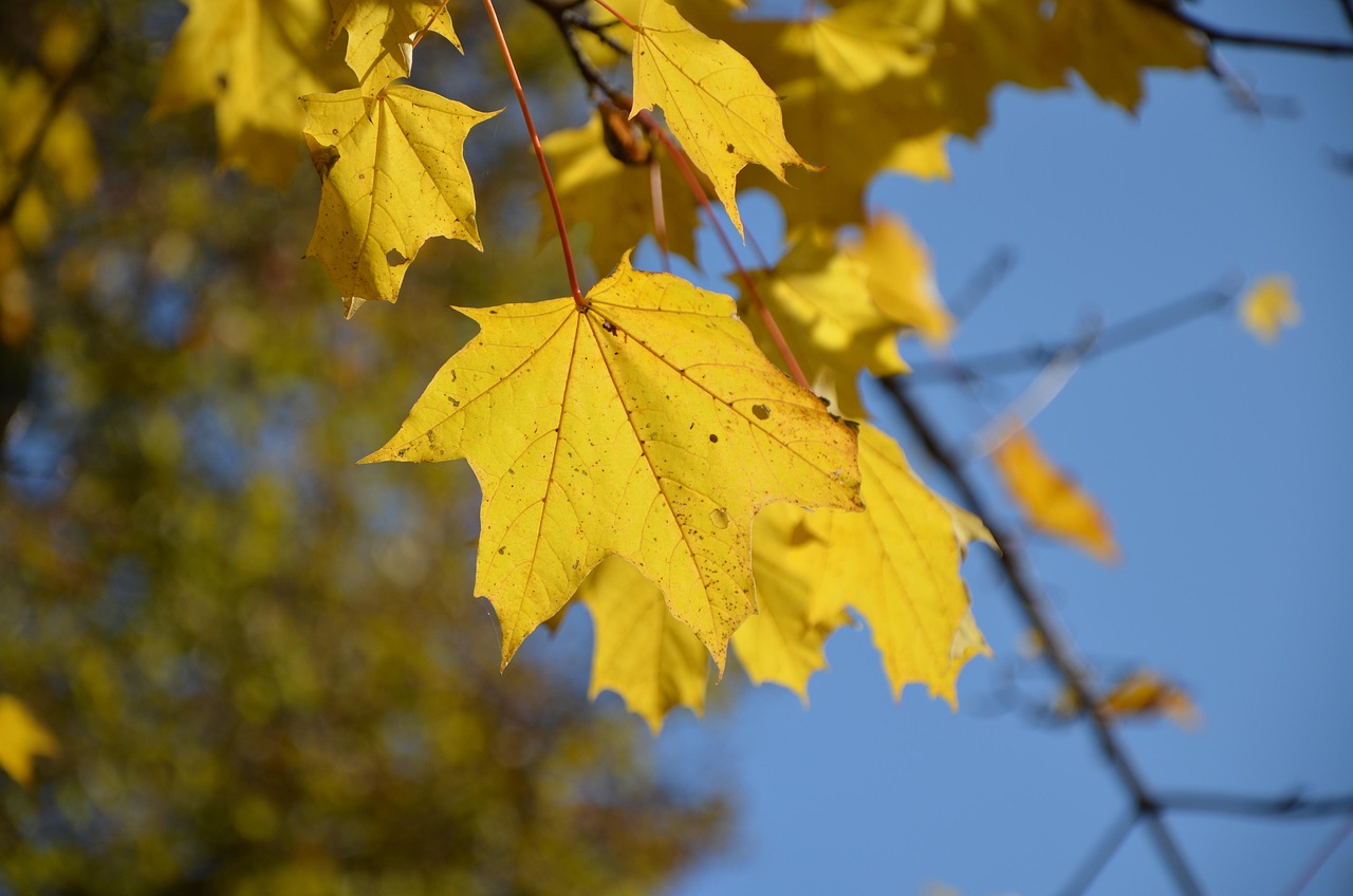잠실 파크골프 예약
