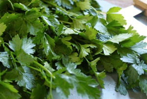 파슬리효능6