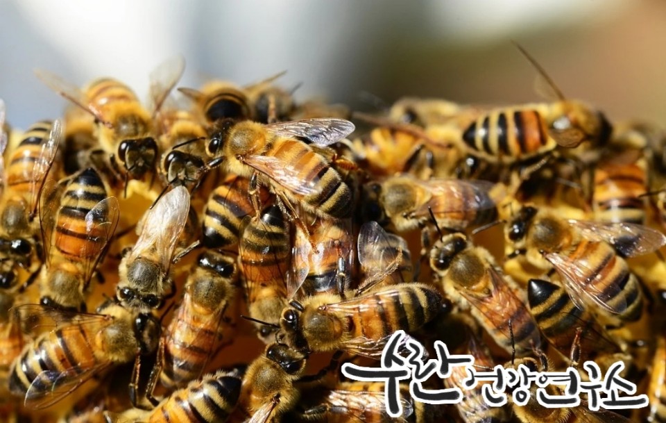 프로폴리스 필름형 원액23