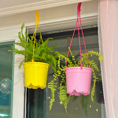 무늬보스턴고사리 번식