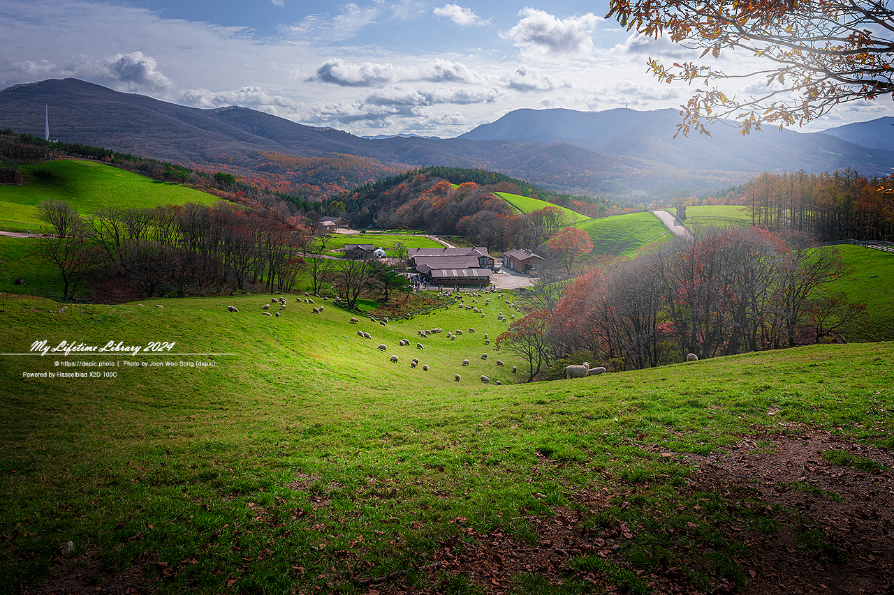 가을 평창 대관령 양떼목장 목장