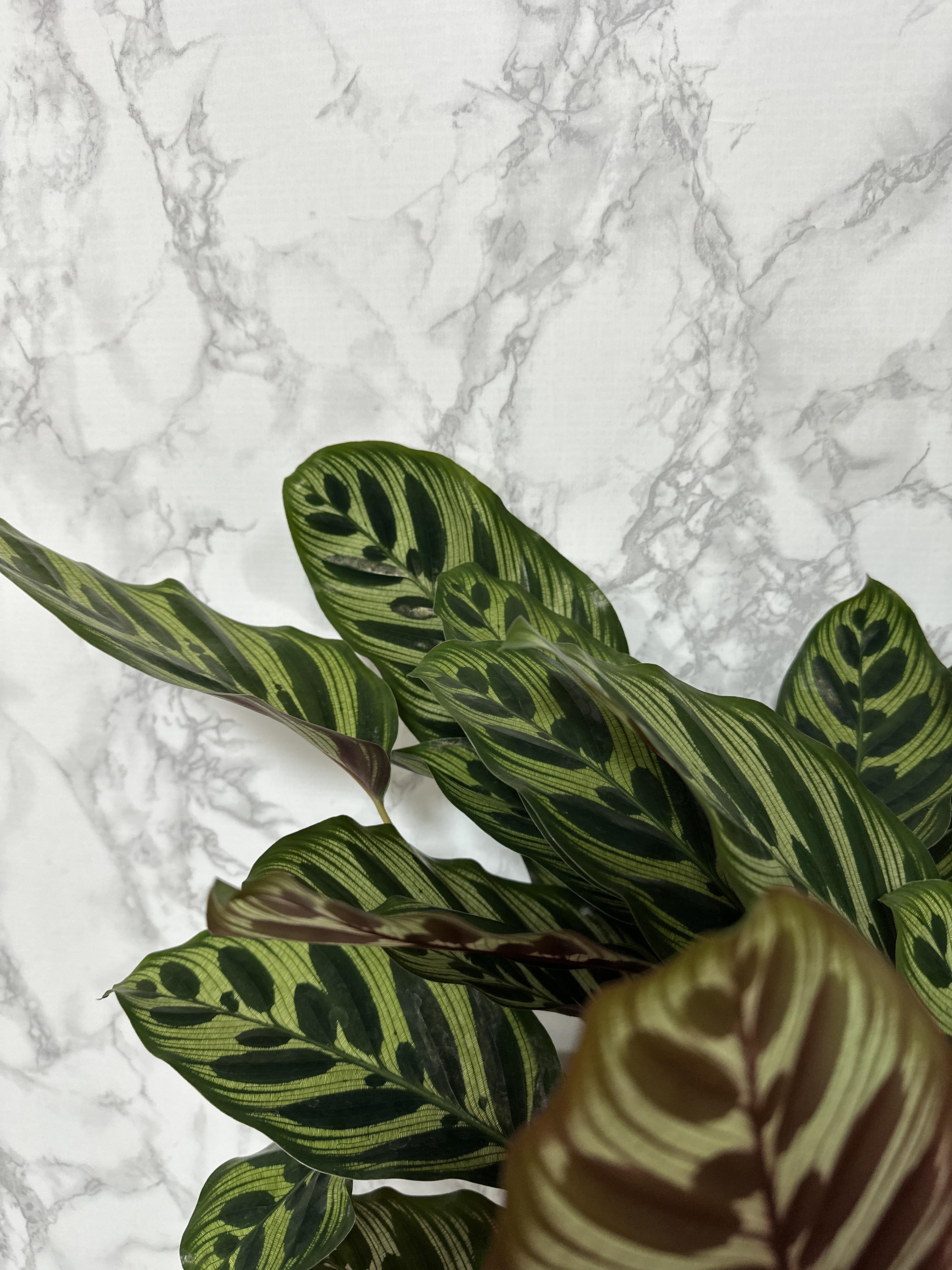 실내 공기정화식물 추천 마코야나 부부초