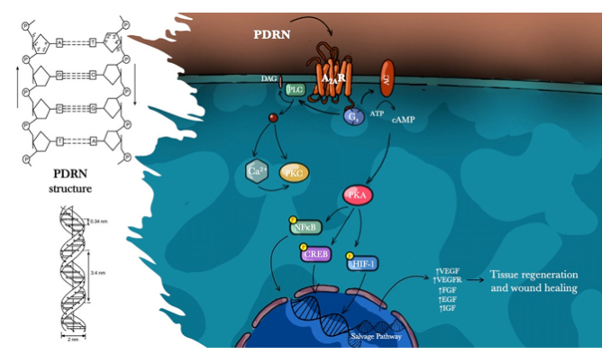 약국 피부재생 크림 리쥬비넥스 연고 없어서 못 팔아요