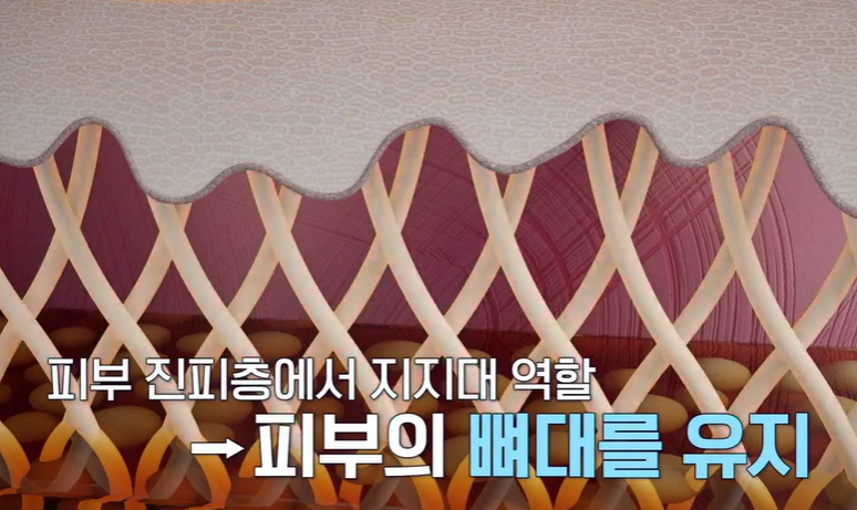 저분자 콜라겐 펩타이드