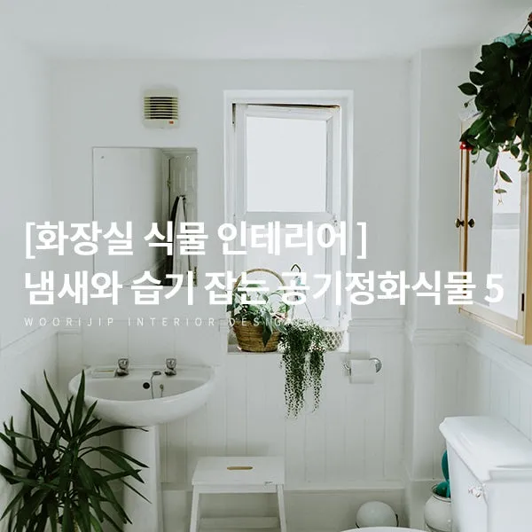 욕실 식물 추천 습도사랑 종류 물주기 환기요령 곰팡이 예방 팁_3