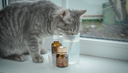 감기약 옆에 앉아 있는 고양이.