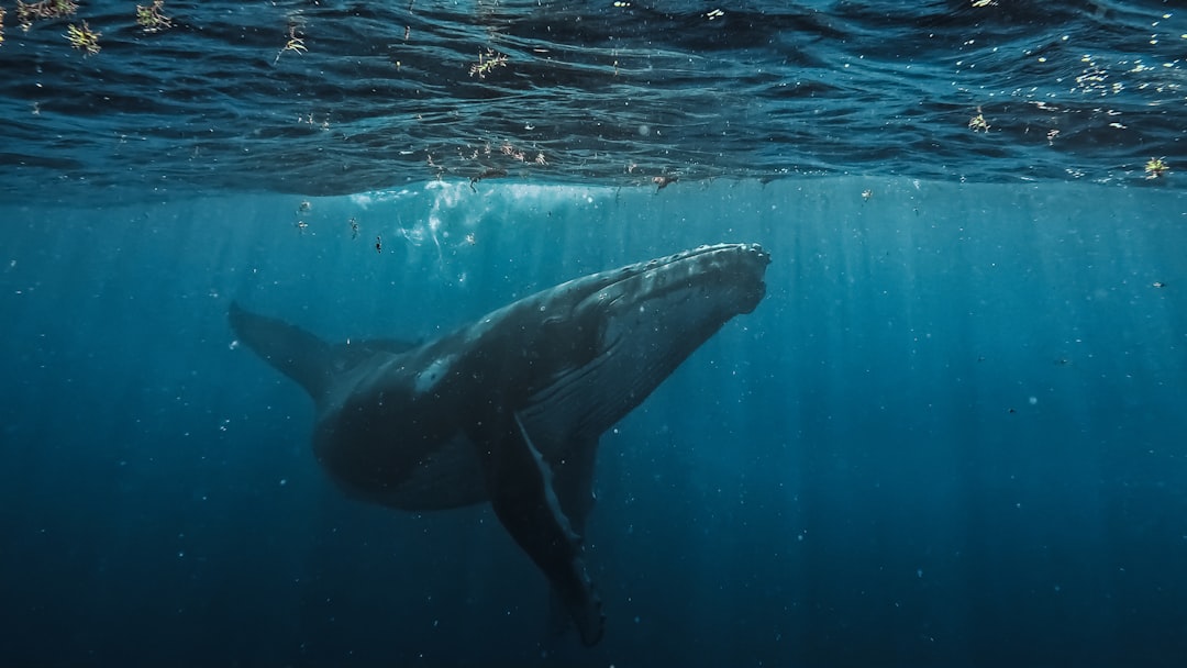 Whale
