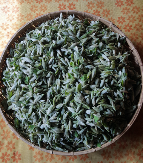 생강나무 산수유 차이점(구분) 효능 꽃과 잎차 만들기