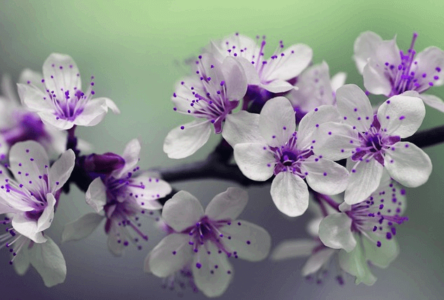 작고 하얀 꽃들이 가득 피어있다. 꽃 수술은 보라색이다.