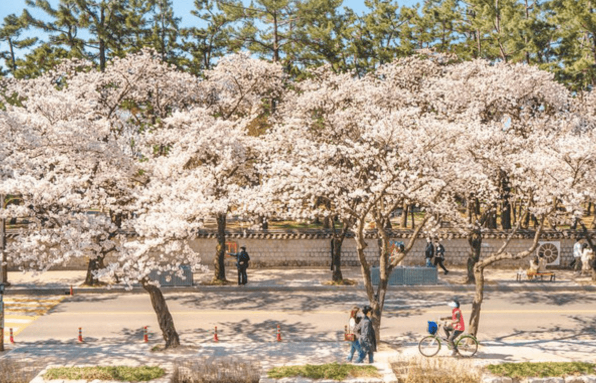 전국벚꽃 명소