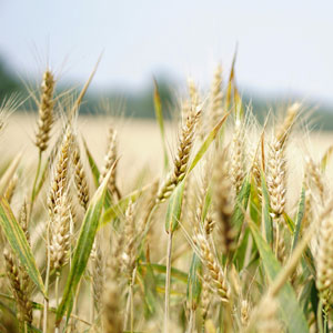 당뇨에 좋은 잡곡 종류 - 귀리