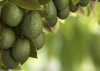 아보카도 먹는방법 효능 오일 요리 등 총정리(아보카도 오일 추천!)